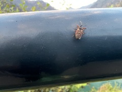 Gastrodes abietum