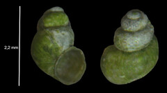 Bythinella viridis
