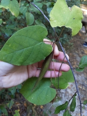 Matelea floridana