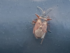 Gastrodes abietum