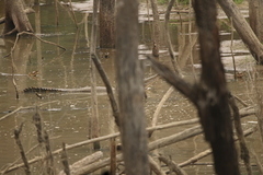 Mecistops leptorhynchus