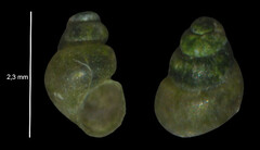 Bythinella viridis