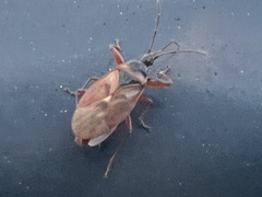 Gastrodes abietum