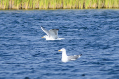 Larus armenicus