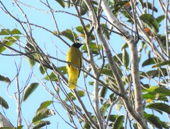 Brachypodius melanocephalos