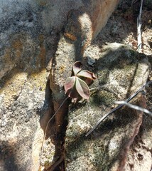Tylecodon ventricosus