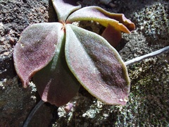 Tylecodon ventricosus