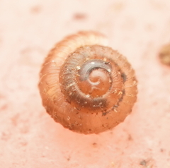 Punctidae