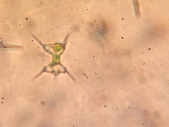 Desmidiaceae