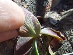 Tylecodon ventricosus