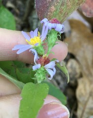 Symphyotrichum anomalum
