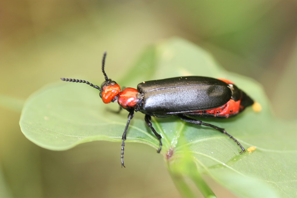 Lytta mutilata