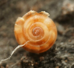 Macrophallikoropa
