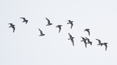 Calidris tenuirostris