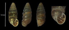Abida secale