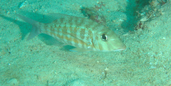 Lethrinus obsoletus
