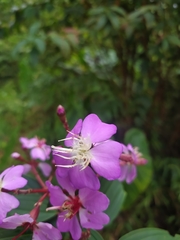 Tibouchina bipenicillata