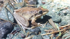 Litoria latopalmata