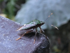 Eocanthecona formosa