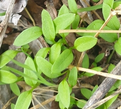 Myosotis laxa