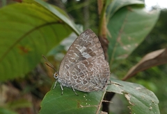 Arhopala bazalus