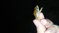 Litoria latopalmata