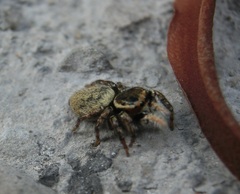 Carrhotus xanthogramma