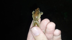 Litoria latopalmata
