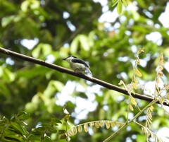 Hemipus hirundinaceus