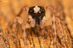 Euophrys cochlea