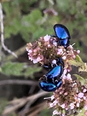 Chrysolina coerulans