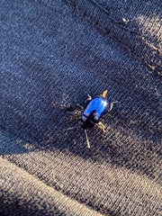 Chrysolina coerulans