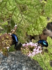 Chrysolina coerulans