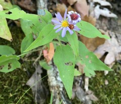 Symphyotrichum anomalum