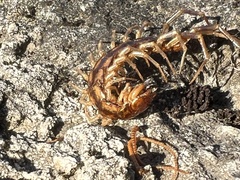 Lithobius forficatus
