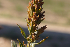 Hyssopus officinalis