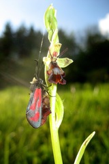 Ophrys insectifera