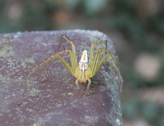 Oxyopes macilentus