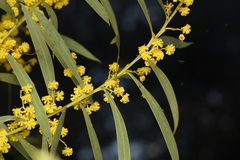 Acacia rubida