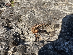 Lithobius forficatus