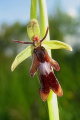 Ophrys insectifera