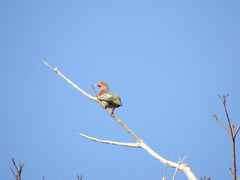 Treron fulvicollis