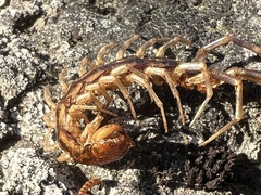 Lithobius forficatus