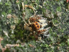 Carrhotus xanthogramma