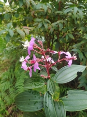 Tibouchina bipenicillata