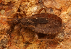 Tribelocephalinae