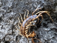 Lithobius forficatus