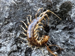 Lithobius forficatus