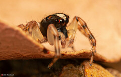 Euophrys cochlea