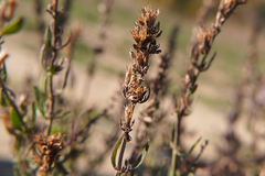 Hyssopus officinalis